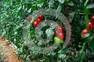 Red plum tomatoes ripening on bushes in greenhouse