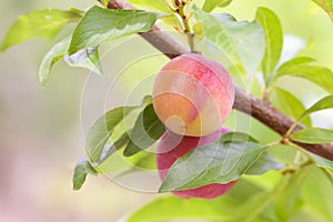 Red plum on tree