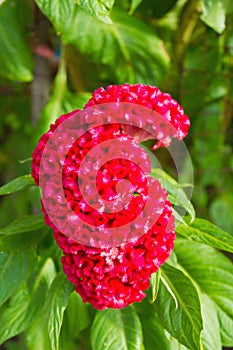 Red plumed cockscomb flower