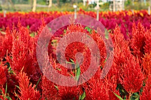 Red plumed cockscomb in the garden