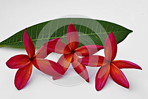 Red Plumeria