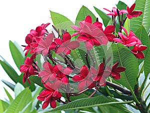 Red Plumeria