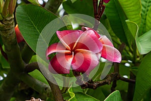 Red plumeria acuminata aiton or west indian flower photo