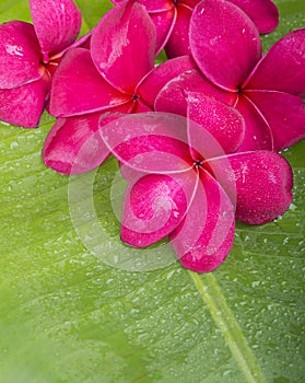 Red plumeria on banana leaf