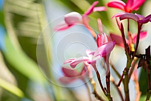 Red plumeria flower on tree in morning with dewdrop