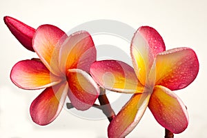 Red plumeria flowers