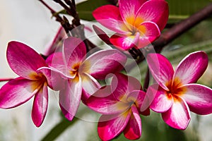 Red Plumeria flowers beauty in nature,frangipani flower