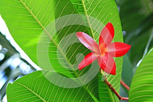 Red Plumeria photo