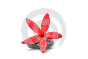 Red Plumeria flowers with zen stone