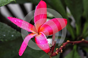 Red Plumeria rubra