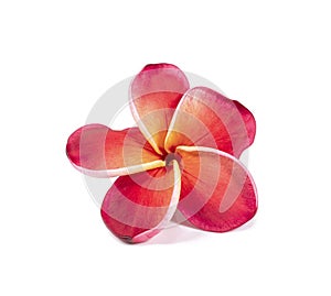 red plumeria rubra flower isolated on White background