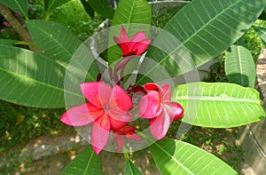 Red plumeria, tropical plant, used in perfumes.
