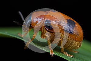 Red plump beetle photo