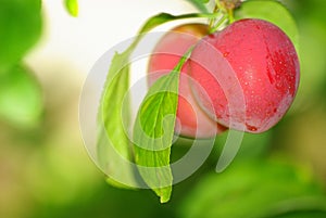 Red plums