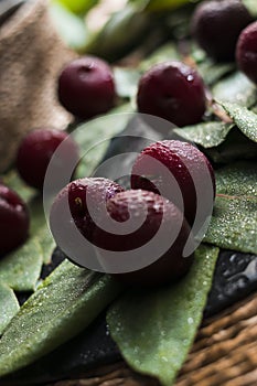 Red plums with green leaves