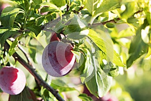 Red plums hanging on the tree