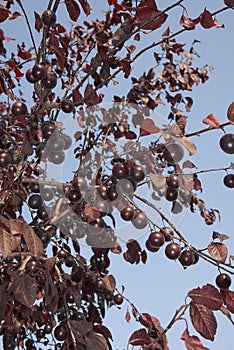 Red plums of Prunus cerasifera nigra tree