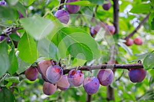 Red plums ripening on a tree in the garden