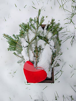 Red plush heart and fir tree branches in wooden box in winter garden.