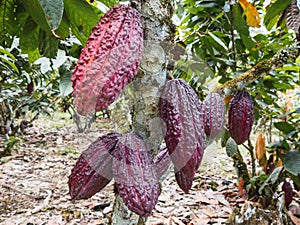 red pods of Arriba cacao growing on a tree of cacao in southern Ecuador