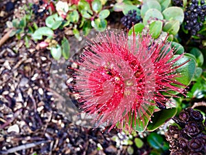 Red Pohutukawa flower with waterdrop after rainy day. photo