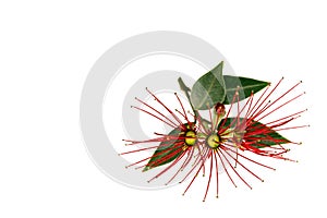 Red pohutukawa flowers isolated on white background photo