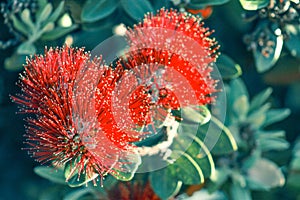 Red Pohutukawa Flowers Metrosideros excelsa