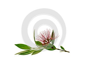 Red pohutukawa tree flowers in bloom on white background