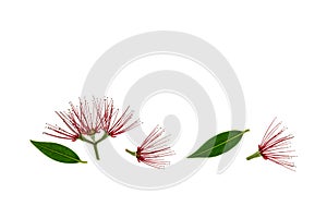 Red Pohutukawa tree flowers on white background with copy space above