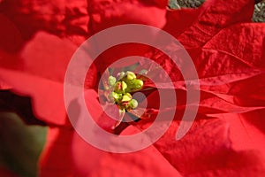 Red Poinsetta
