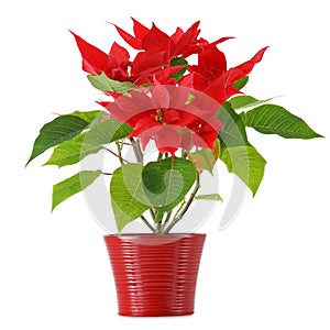 Red Poinsettia photo