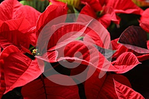 Red Poinsettia as background, closeup. Christmas traditional flower