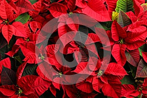 Red Poinsettia as background, closeup. Christmas traditional flower