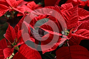 Red Poinsettia as background, closeup. Christmas traditional flower