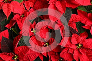 Red Poinsettia as background, closeup. Christmas traditional flower