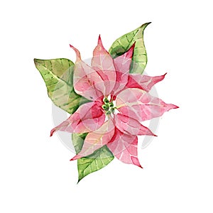 Red Poinsettia Bethlehem Star Christmas flower poinsettia watercolor.