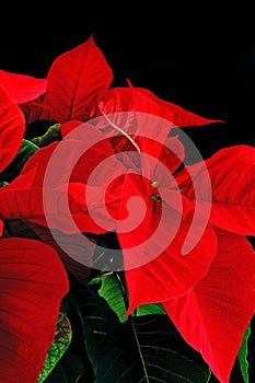 Red poinsettia on black background