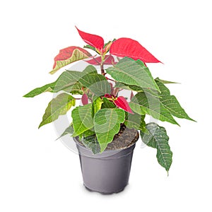 Red poinsettia in a black flowerpot