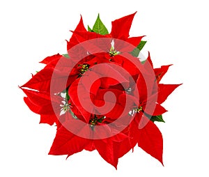 Red poinsettia Christmas flower isolated white background