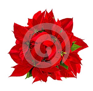 Red poinsettia Christmas flower isolated white background