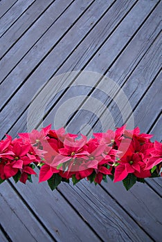 Red poinsettia christmas flowers on black wood background