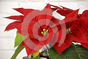 Red poinsettia Christmas plant isolated on white brick backgorund