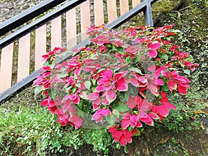 Red Poinsettia (Christmas Star flower),growth on the tree