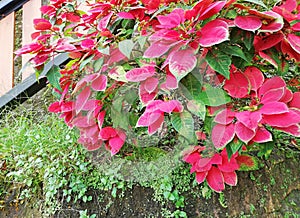 Red Poinsettia (Christmas Star flower),growth on the tree