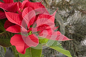 Red poinsettia with christmas tree