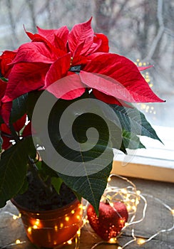 Red Poinsettia Euphorbia Pulcherrima in aflower pot.Christmas decoration on the window with Christmas star or Star of Bethlehem
