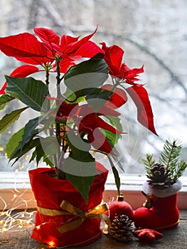 Red Poinsettia Euphorbia Pulcherrima in a flower pot with garland lights on the window.