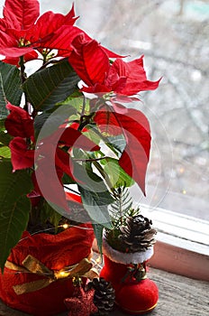 Red Poinsettia Euphorbia Pulcherrima in a flower pot with garland lights on the window.