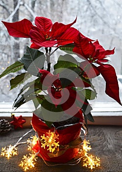 Red Poinsettia Euphorbia Pulcherrima in a flower pot with garland lights on the window.