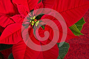 Red poinsettia flower